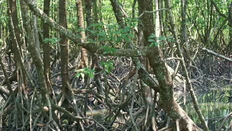 Mangrove forest root system tilt up reveal shot