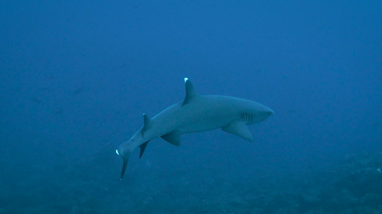 el tiburón de arrecife de punta blanca gira con gracia bajo el agua, vista de todo el cuerpo por el arrecife
