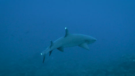 Whitetip-reef-shark-gracefully-turns-underwater,-full-body-view-by-reef