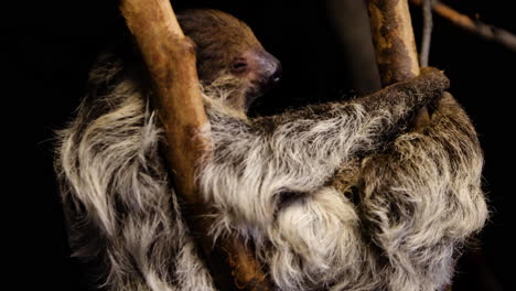 Sleepy-sloth-lying-in-a-tree-branch