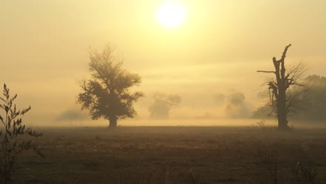 shot of morning mist over open field at sunrise