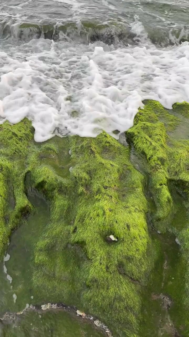 Gentle Ocean Waves Washing Over Vibrant Green Moss On Coastal Rocks