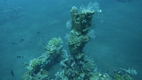 Torre-De-Coral-En-El-Fondo-Marino,-Cámara-Lenta-Bajo-El-Agua