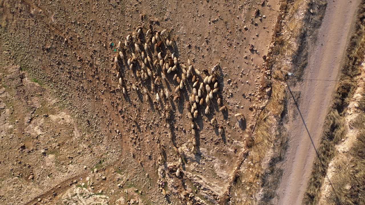 Aerial View of Sheep Flock in a Dry Field