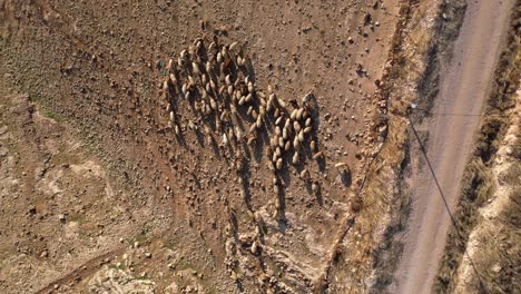 aerial view of sheep flock in a dry field