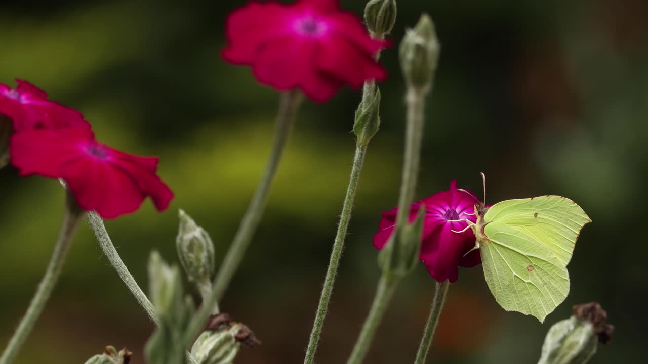 Yellowish green colourful Lemon butterfly feeding on a vibrant red rose flower in a field of roses with dark natural foliage out of focus in the background