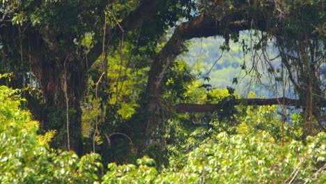 a stunning view of peru’s tambopata canopy reveals rich foliage layers of vibrant amazon rainforest.