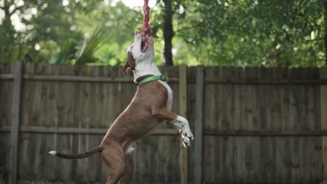 mezcla de pitbull terrier marrón y blanco mastica en una cuerda colgando de un árbol con una valla de madera en el fondo