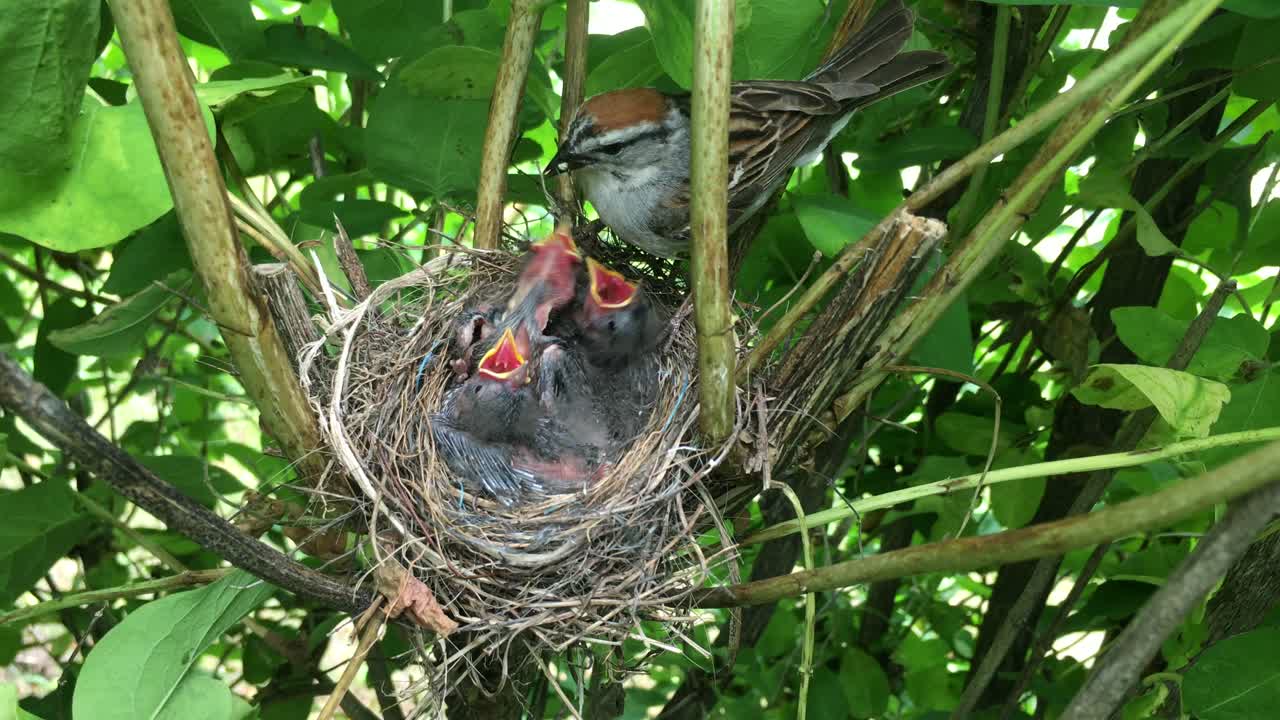 A chipping sparrow comes to feed its chicks with some insects