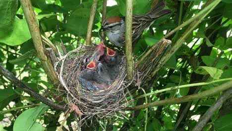 A-chipping-sparrow-comes-to-feed-its-chicks-with-some-insects