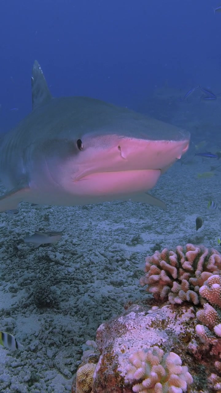 Tiger Shark gets close on a tropical coral reef around the island of Tahiti, French Polynesia, south pacific