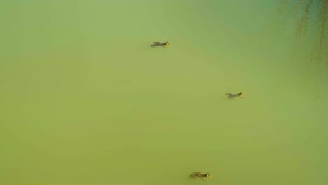 Three-green-puddle-frogs-floating-in-still-emerald-water-surface-habitat-in-Bangladesh