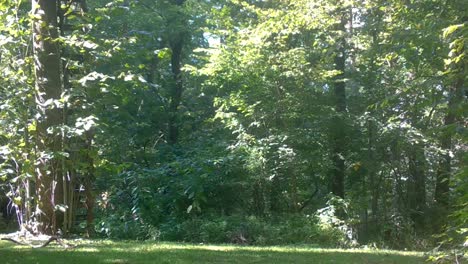 single female whitetail deer yearling slowly , cautiously moves thru a clearing in the woods in late summer in the midwest