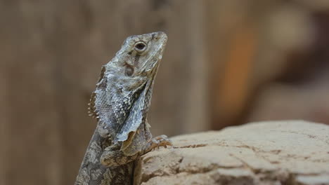 lagarto con volantes extendiendo sus volantes..