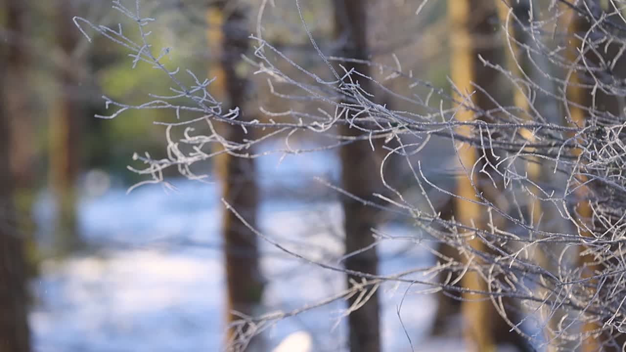 Delicate frost-covered branches extend across a quiet winter forest, with soft sunlight and blurred trees in the background, creating a calm, cold-season atmosphere