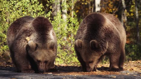 close up of brown bear adolescents eating nuts and foraging in a forest