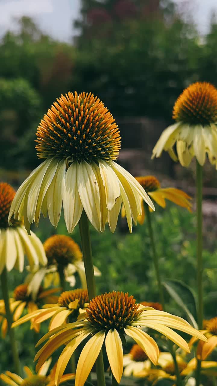 flores de cono amarillas en un jardín
