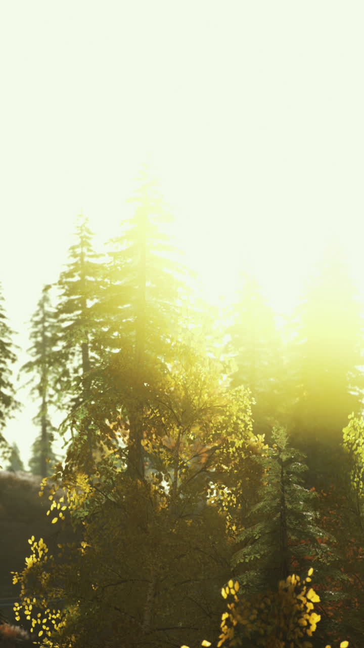 숲 속 의 나무 를 통과 하는 빛