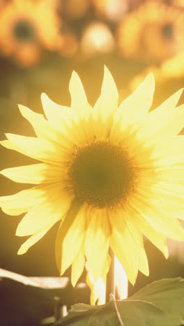 close-up of a sunflower in a field