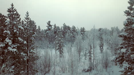 Luftaufnahmen-Fliegen-Vorwärts-über-Schneebedeckte-Wälder-In-Der-Landschaft-Von-Lappland