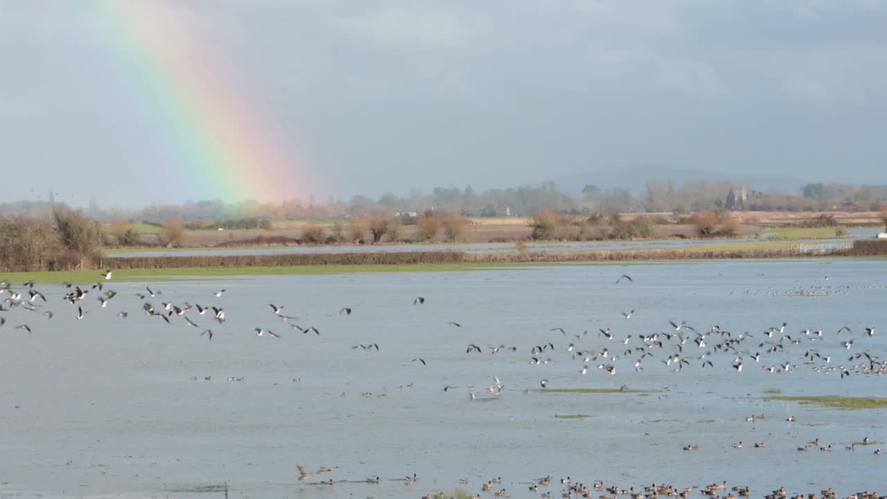 Tofsvipor, Vanellus vanellus, i flykt över en stor, grund sjö med en regnbåge i bakgrunden. Severn Estuary, vinter. Storbritannien