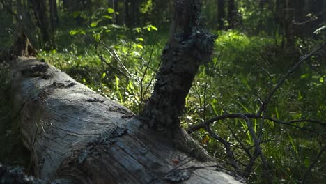 Low perspective glide reveals fallen weathered tree trunk texture. Aged wood on fresh woodland ground. Sunlight and shadows on green forest floor, dense forest background. Serene wilderness ecosystem