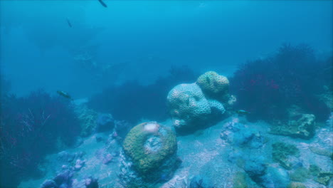 coral reef underwater