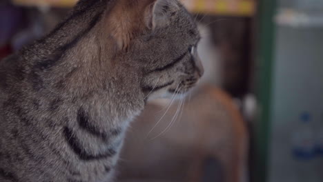 primer plano de un hermoso gato gris rayado sentado en el mostrador