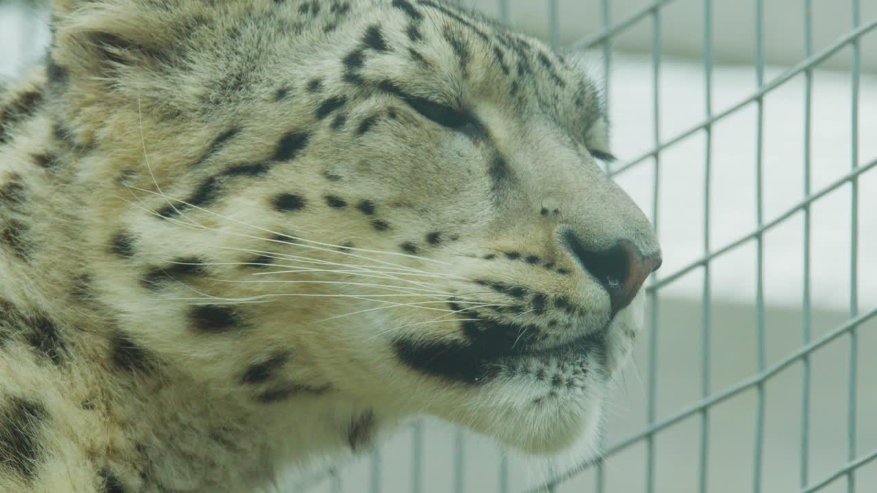 A snow leopard slowly turns its head inside a wire enclosure, captured in soft, diffuse daylight with a steady close-up camera angle