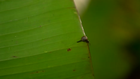 A-small-snail-crawls-on-the-edge-of-a-large-green-leaf-in-a-close-up-shot