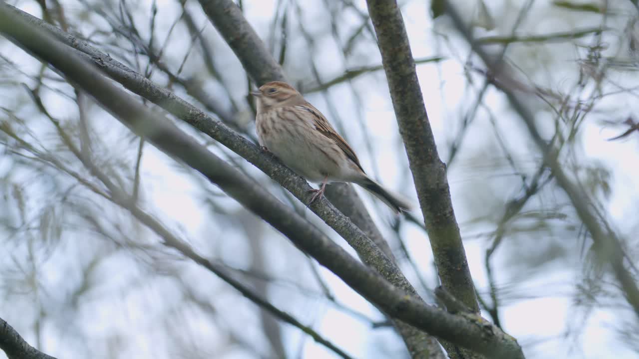 sola alondra alondra atrapando insectos en el arbusto del árbol migración otoñal