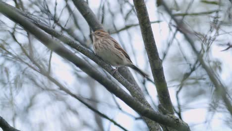 Single-lark-skylark-catching-bugs-on-tree-bush-autumn-migration