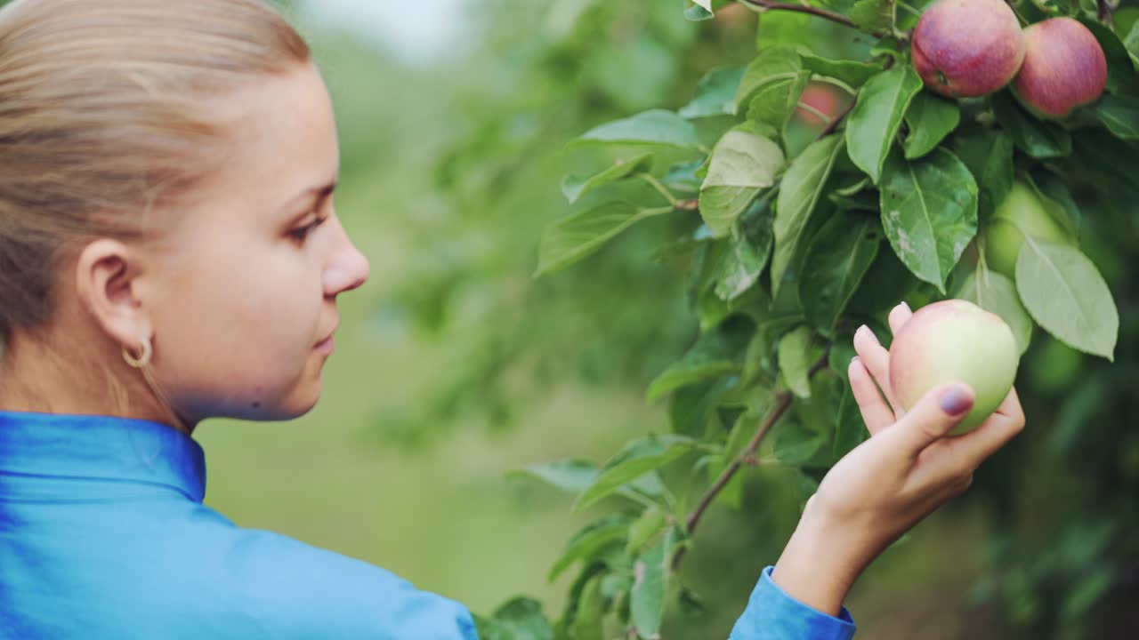 Giovane donna che ispeziona e raccoglie una mela biologica.