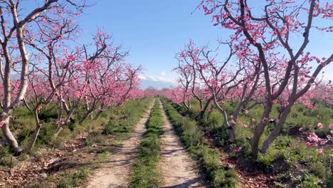 Beautiful-scenic-cinematic-landscape-of-peach-fruit-trees-in-the-garden-orchard-in-spring-season-all-trees-full-of-blossom-pink-flower-blooming-in-middle-east-agriculture-road-traditional-local-people