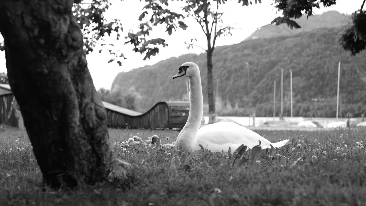 Black and white frame of swan and cygnets resting under tree in a lakeside meadow