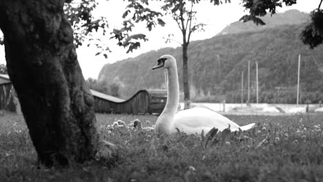 black and white frame of swan and cygnets resting under tree in a lakeside meadow