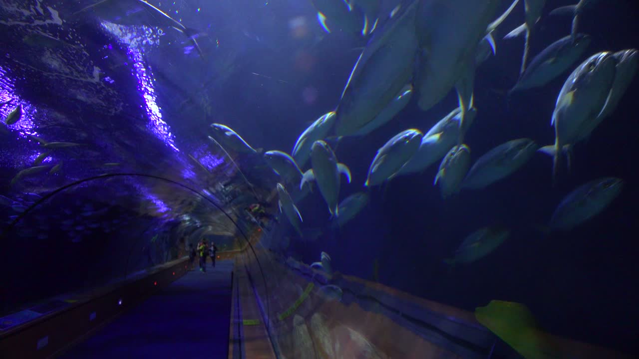los peces nadan a través de un túnel submarino en una exhibición de acuario