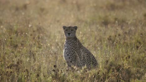 Static-shot-of-a-cheetah-sitting-in-the-Tanzania-savannah-searching-for-prey-to-hunt