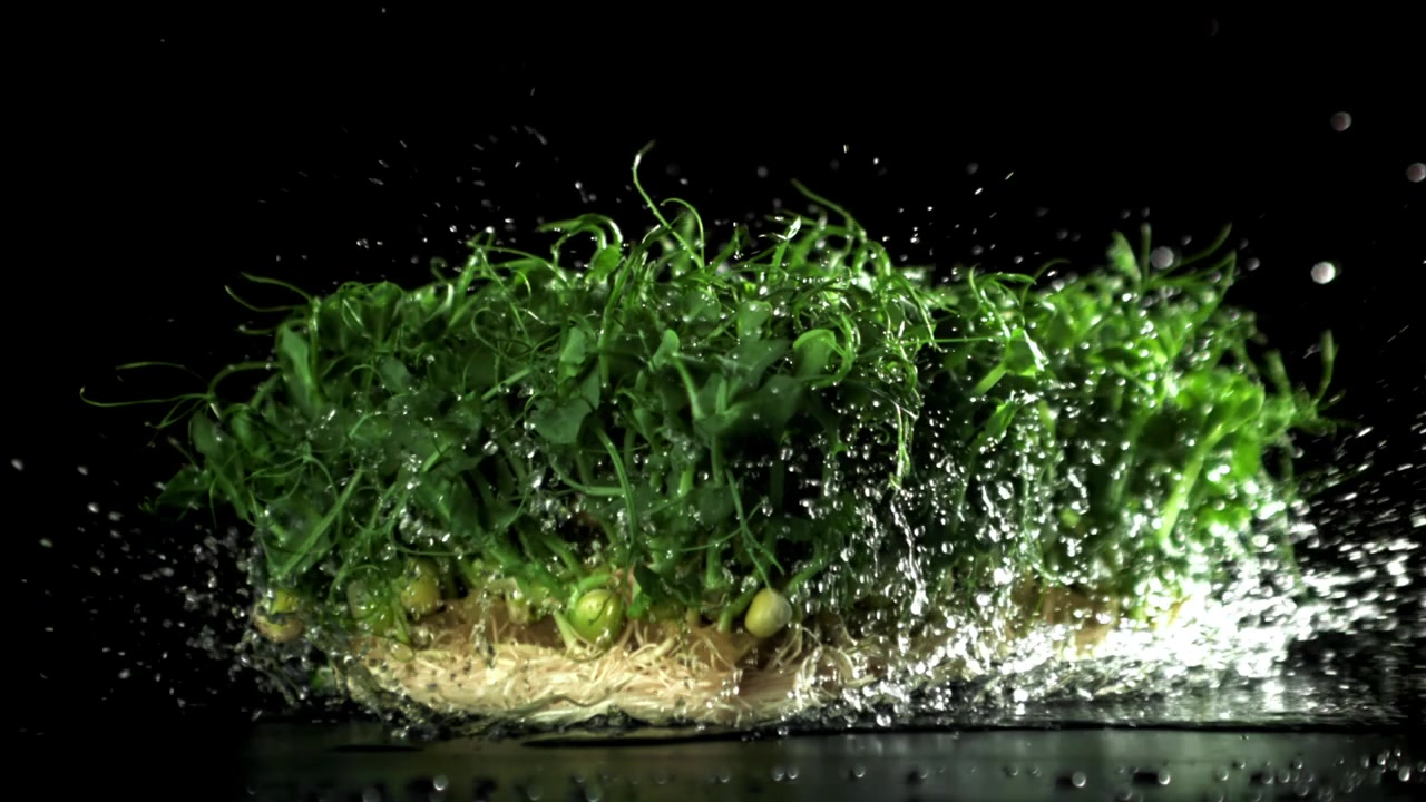 Micro-ortaggi vibranti con radici che schizzano nell'acqua al rallentatore