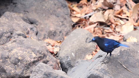 el tordo silbador malabar baila sobre las rocas y aviva su hermosa cola azul mientras busca comida en los ghats occidentales de la india.