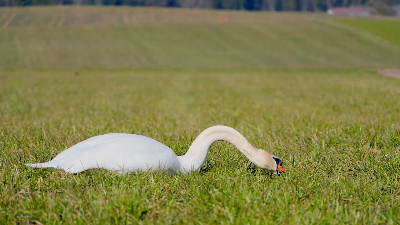 cisne comiendo hierba en el campo