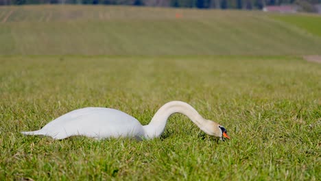 swan eating grass in the countryside