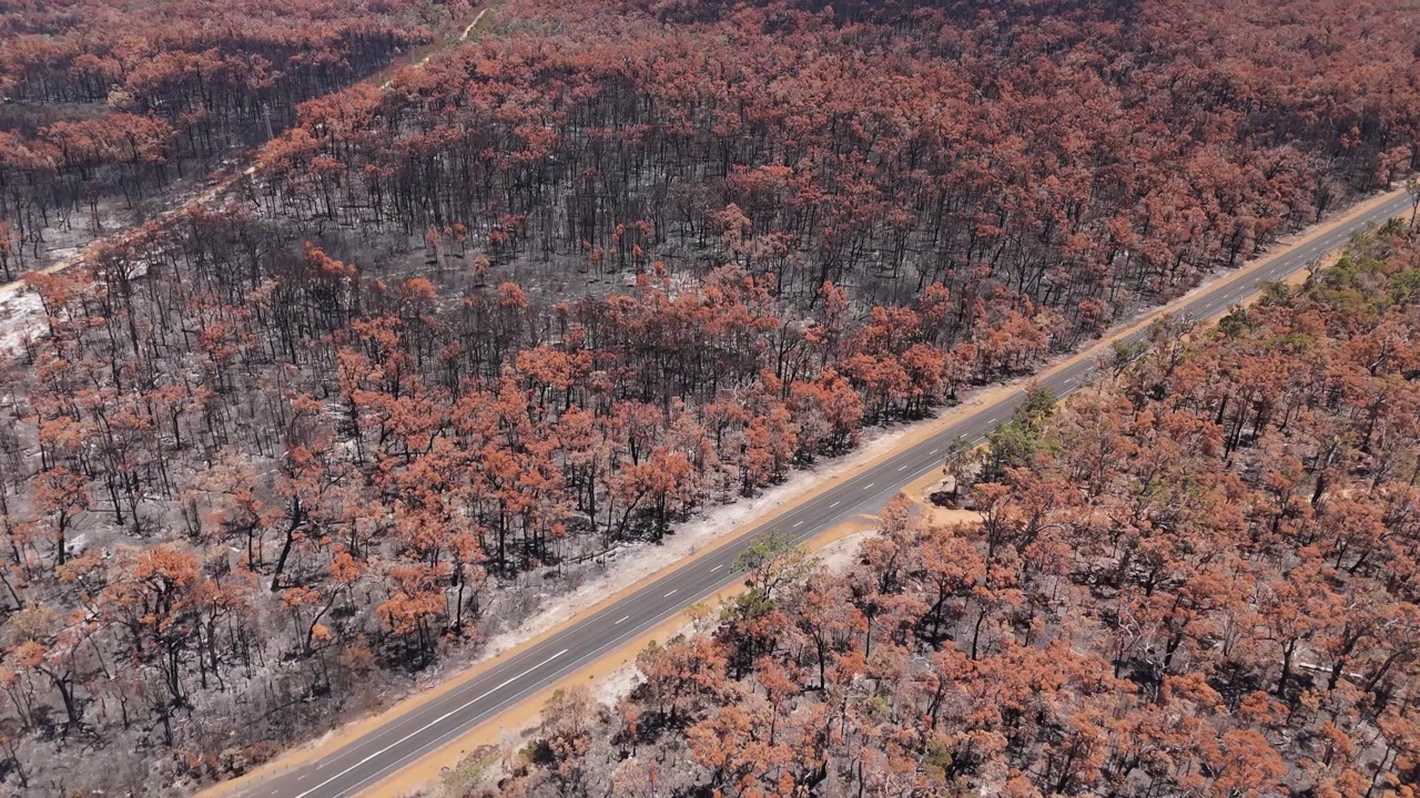 Filmato di drone che mostra l'effetto devastante di un incendio boschivo con tronchi d'albero carbonizzati che attraversano una strada
