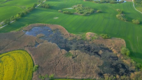 Landscape-of-different-textures,-terrains,-rapeseed-growth,-swamp-water