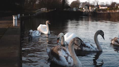 A-low-shot-of-a-group-of-swans-swimming-down-a-canal-on-a-bright-summers-day