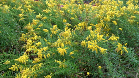 a beautiful field of goldenrod in the early autumn in the wilderness