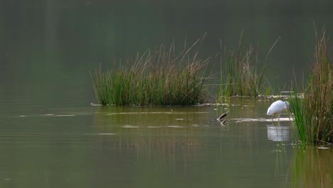 Seidenreiher,-Egretta-Garzetta,-Thailand