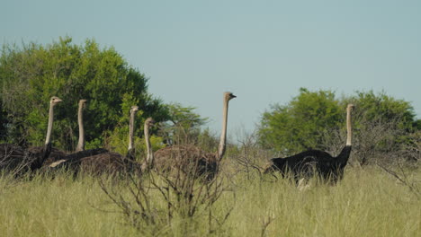 una bandada de avestruces vaga por la sabana africana