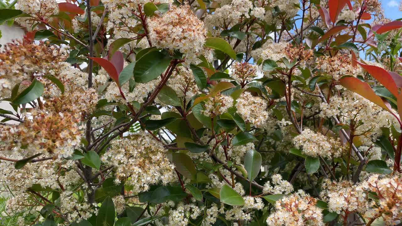 A still video of a Photinia in full bloom, with vibrant white and red-orange flowers and green leaves, captures the beauty of spring and the peaceful atmosphere of the garden.