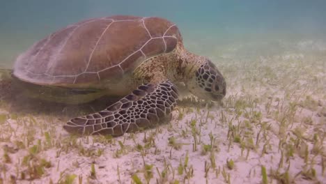 tortuga 07